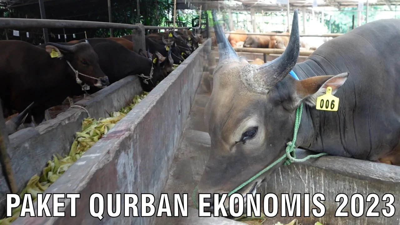 
                                 Paket-Sapi-Ekonomis-Kurban-2023